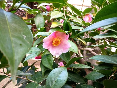 20260130サザンカ (1)