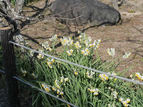 20260204上宮天満宮 (13)