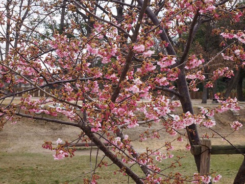 20230303河津桜今城 (3)