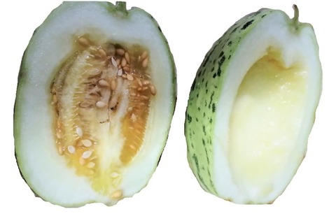 20230902とらまくわ (2)