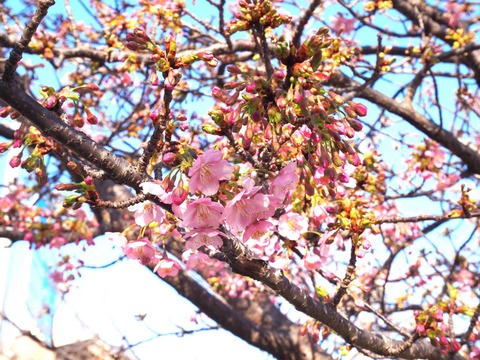 20240224筒井池河津桜 (1)