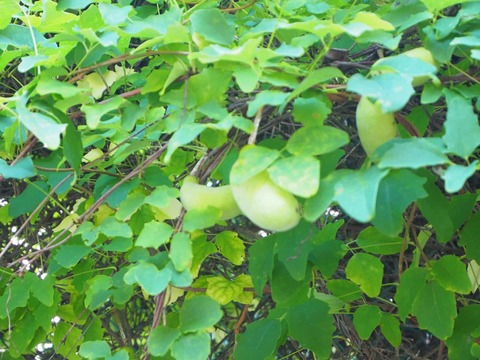 20250715あけび (4)