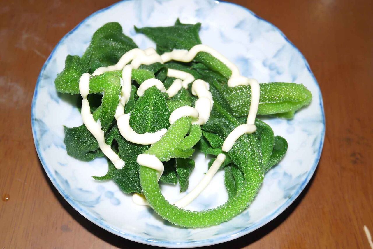 高槻の食材 その31 野見町の農風館でみつけたアイスプラント 高槻network新聞