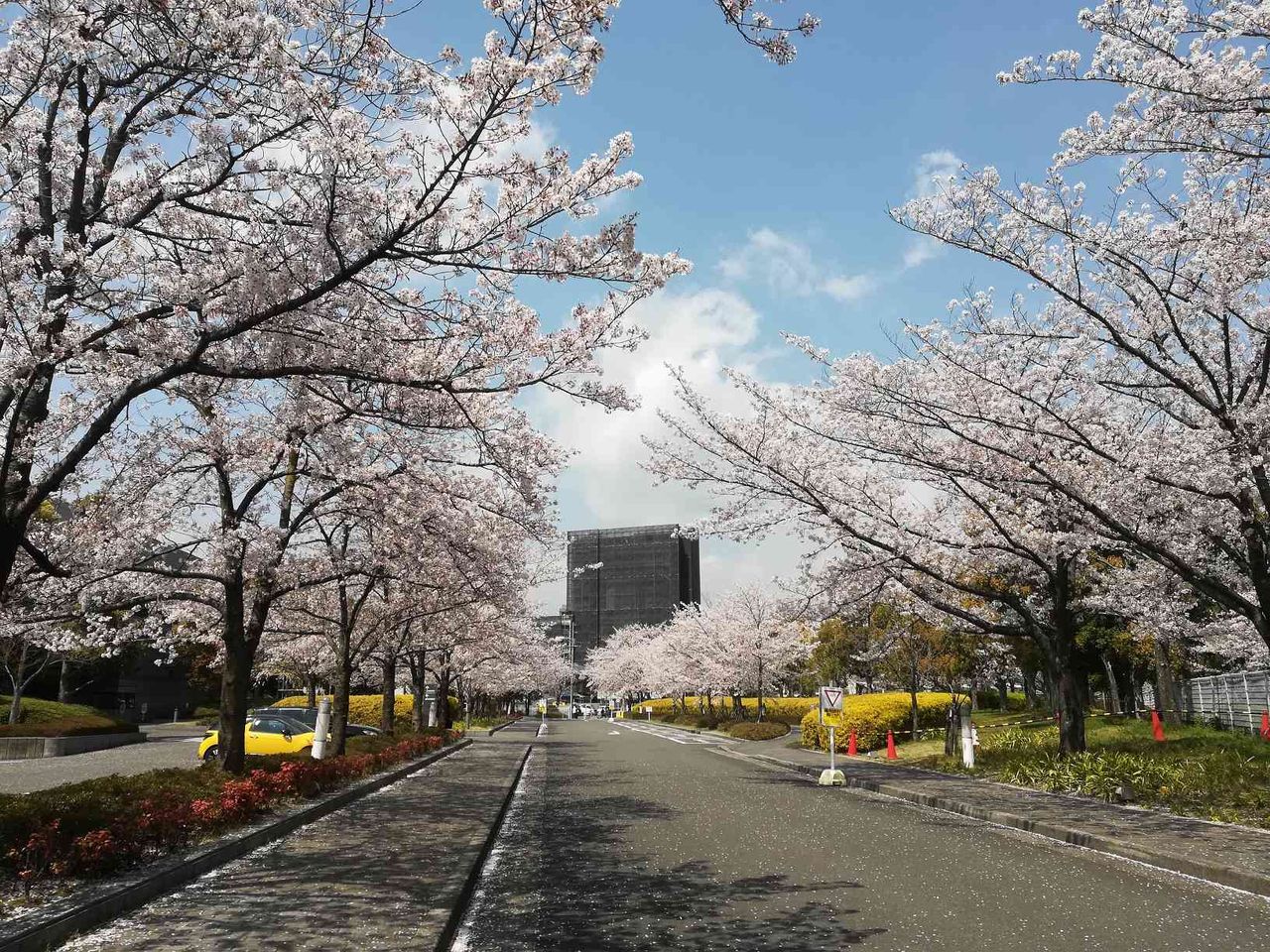 真上町の桜 Jtの桜 筒井池のしだれ桜 番田水路横の桜のトンネル 19年4月8日時点 高槻network新聞 真上町の桜 Jtの桜 筒井池のしだれ桜 番田水路横の桜のトンネル 19年4月8日時点 高槻network新聞