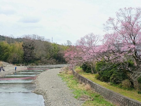 20250329大森橋 (3)