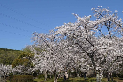20200404sakura7