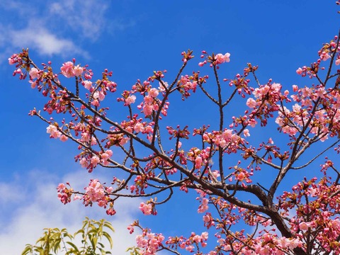 20240302筒井池公園 (22)