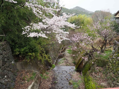 20230325原の桜 (9)
