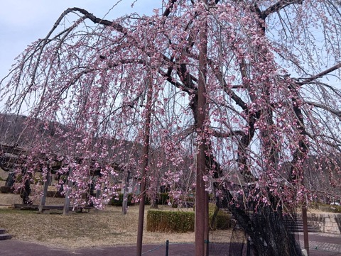 20260320しだれ桜 (1)