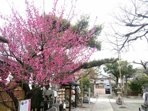 20250315阿久刀神社 (8)