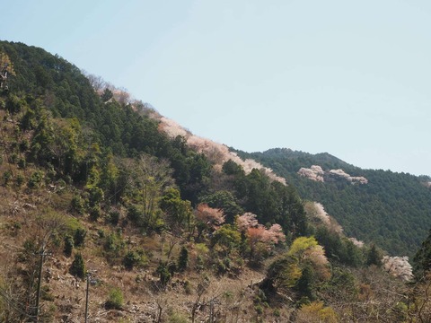 20250412府道6号桜 (17)