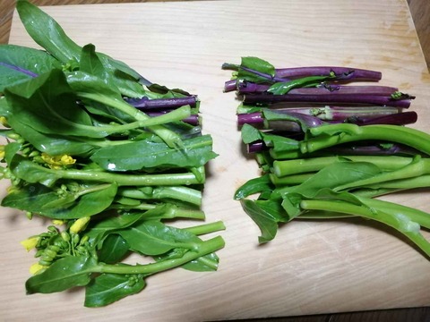 20240128アスパラ菜 (8)