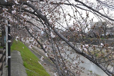 sakura2019_11