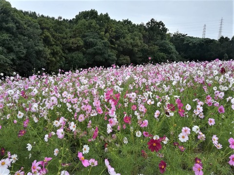 20221009万博記念公園 (3)