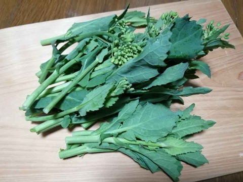 20240223のらぼうなな (3)