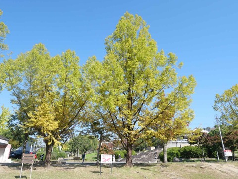 20251108緑ヶ丘 (7)