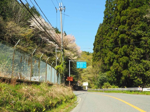 20230422樫田桜 (1)