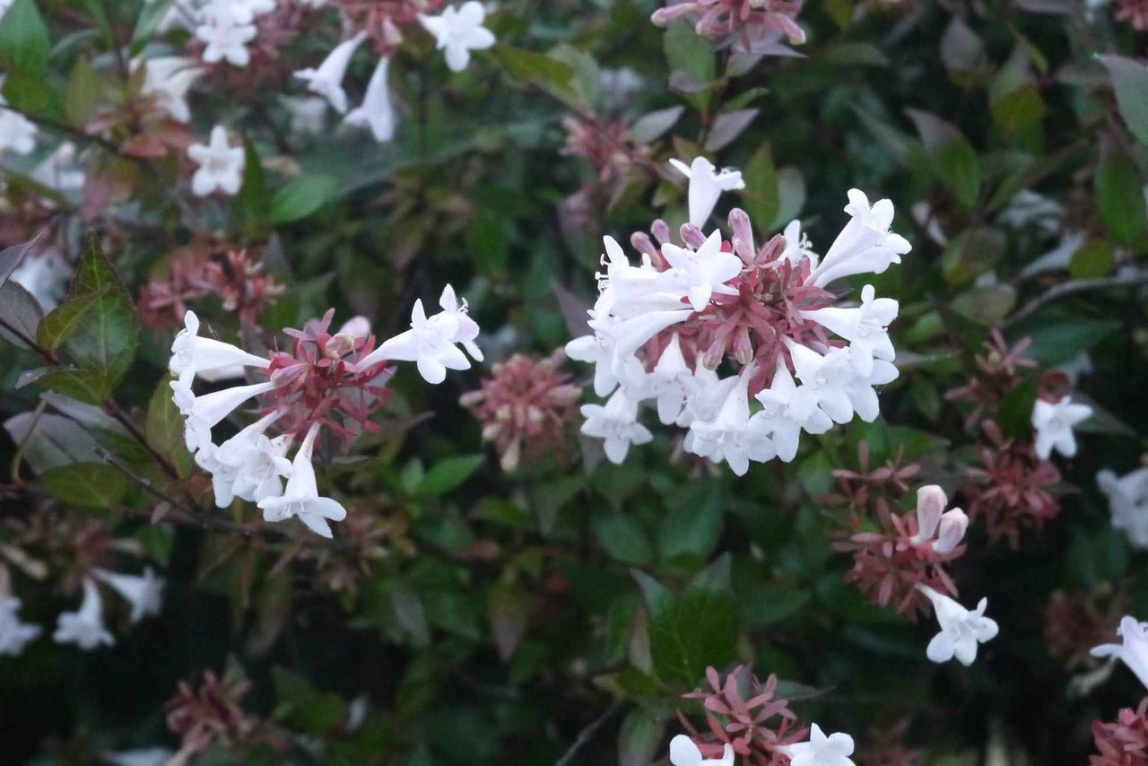 高槻の街かど 生け垣で見かけるこの花は何 つりがねのような花と香りが特徴 19年 高槻network新聞