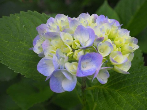 20220611安威川ダム_大門寺 (20)