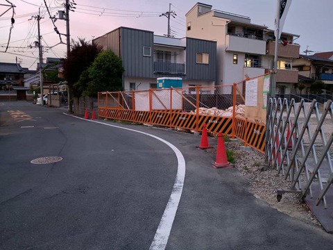 20250519津之江コスモス (7)