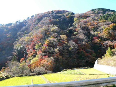 20241207府道6号紅葉 (40)