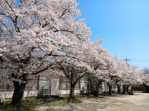 202604033桜 (1)