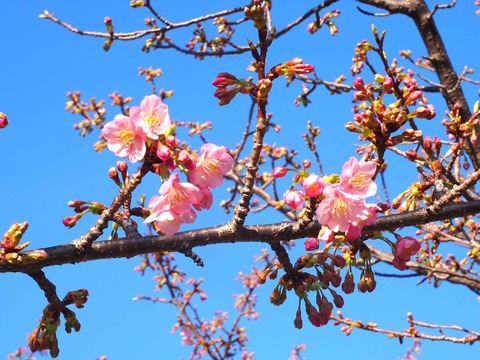20240224筒井池河津桜 (6)