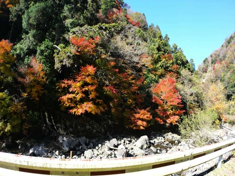 20241207府道6号紅葉 (15)