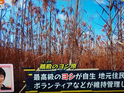 20230131ヨシ原テレビ (3)