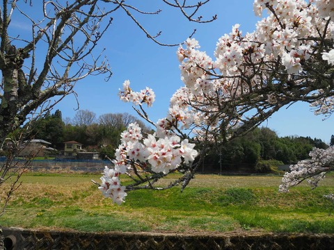 202504112樫田桜 (15)