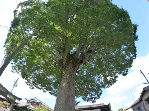 20240818園田城 (147)