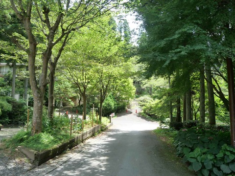 20240727ボタンクサギ (1)