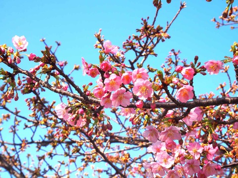 20240224筒井池河津桜 (5)