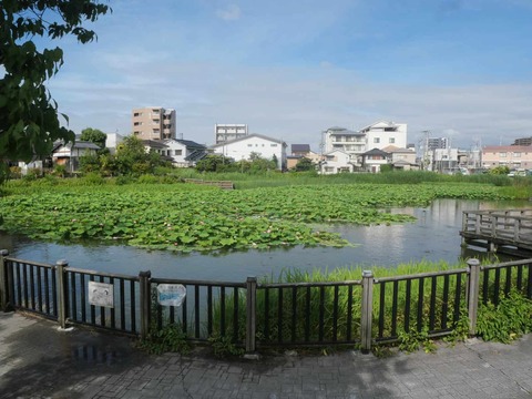 20260618小寺池ハス (4)