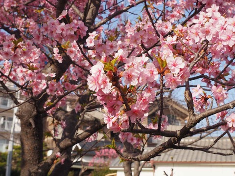 20230311河津桜 (7)