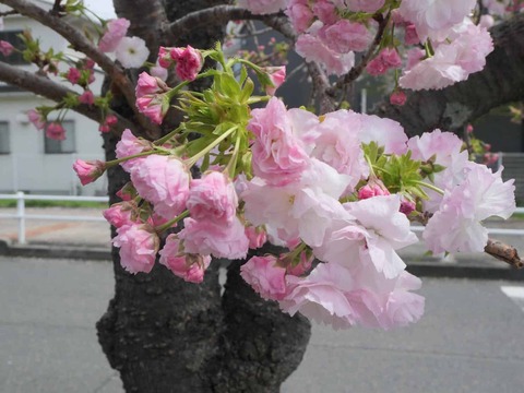 20260406桜 (66)