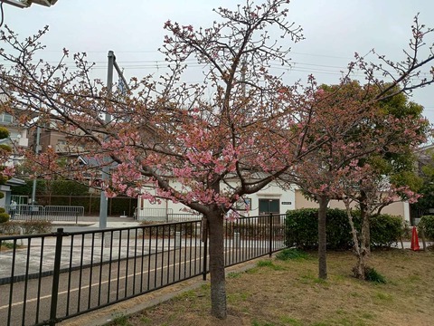 20260227河津桜 (22)
