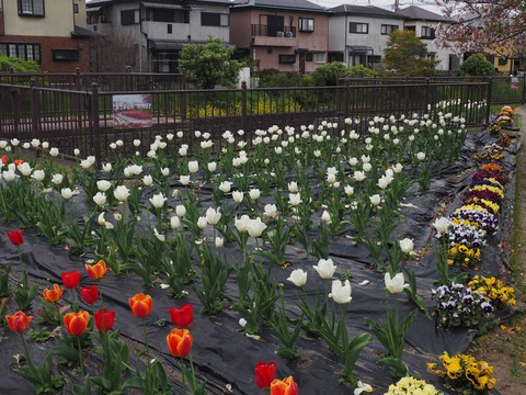 20220413三箇牧チューリップ (11)