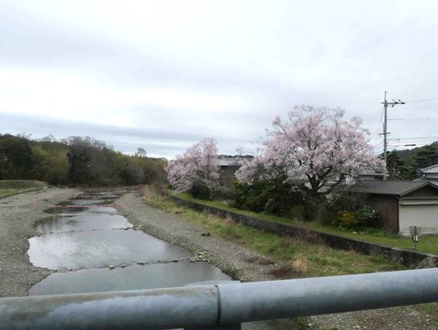 20260331桜 (7)