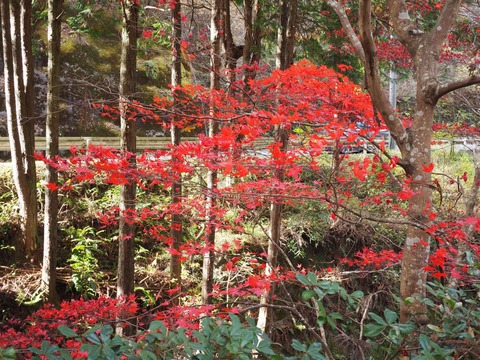 20211127北部紅葉 (7)