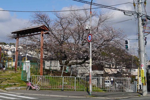 20200329sakura12