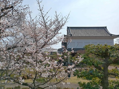 20260328長岡京 (1)