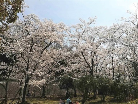 20230330公園墓地 (6)