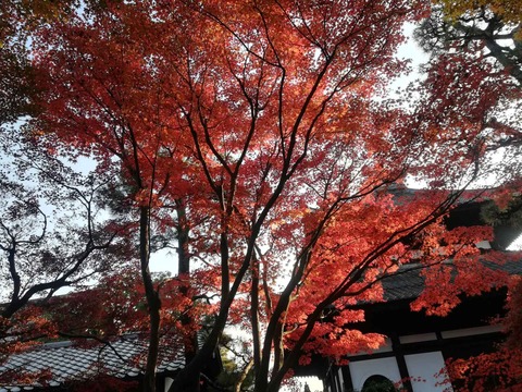 20211120東福寺 (3)