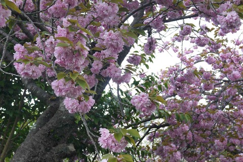 20200418sakura7