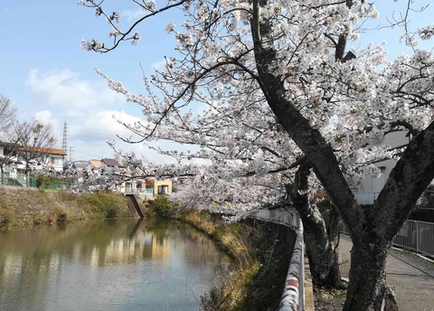 20200402sakura2