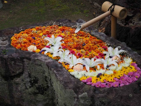 20221126 浄誓寺 (8)