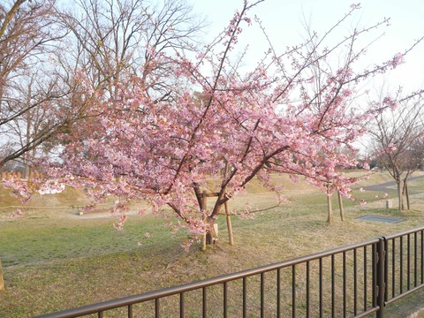 20250321今城河津桜 (3)