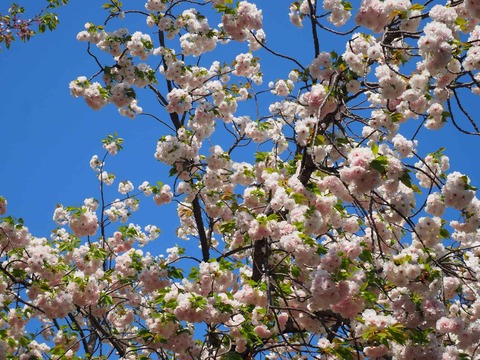 20240414桜 (31)