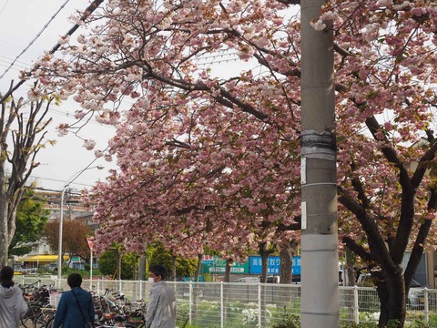 20230412玉川橋団地 (5)